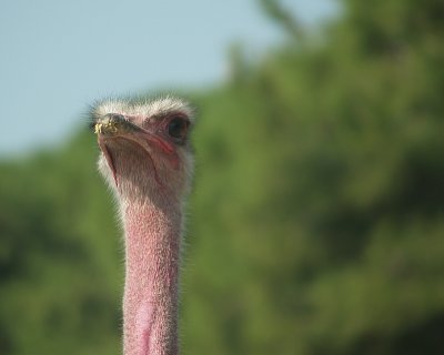 ostrich_pink1.JPG