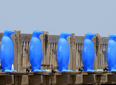 blue penguins namal.JPG