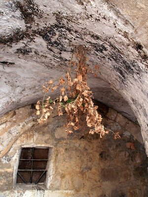 mt zion entry dry leaves.JPG