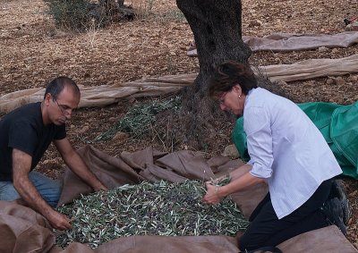 olive tree mats susan1.JPG