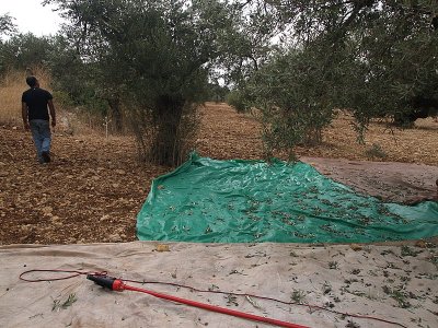 olive tree mats1.JPG