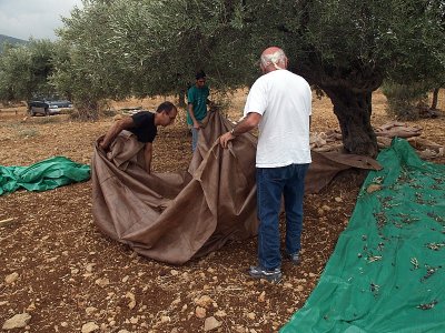 olive tree mats6.JPG