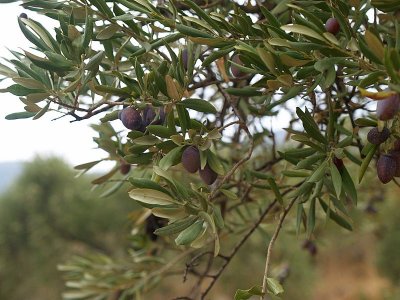olive tree.JPG