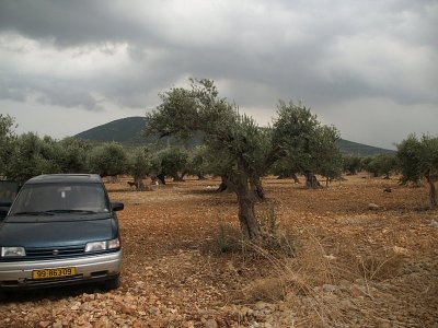 olive trees rain1.JPG