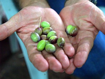 olives in hand.JPG