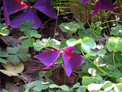 Hangzhou lake flowers2.JPG