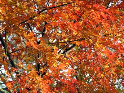 Hangzhou lake trees2.JPG