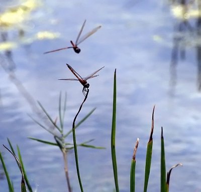 dragonflies1_filter.jpg