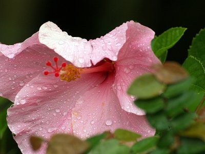 pink hibiscus.JPG