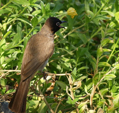 bulbul1.JPG