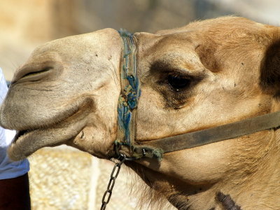 camel face.JPG