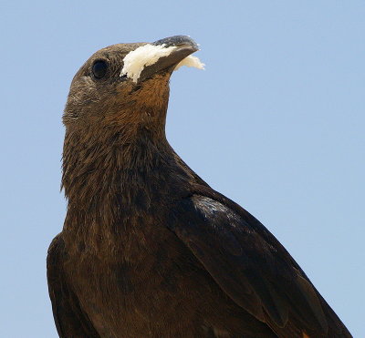 tgrackle bread3.JPG