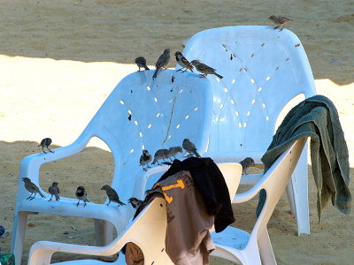 birds beach chair.JPG
