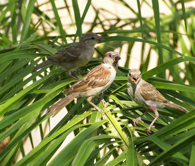 sparrows on palm.JPG