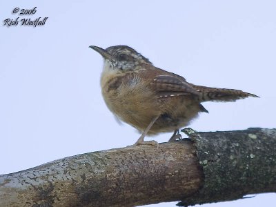 September 21, 2006  -  North Bend Songbird