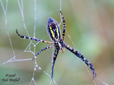 Big Ole Spider
