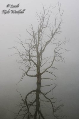 Tree Isolation - Stonewall Jackson Lake