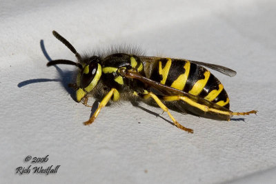 Yellowjacket with a bad hair day