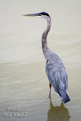 Great Blue Heron