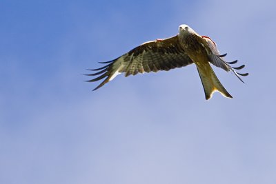 Red Kite 2