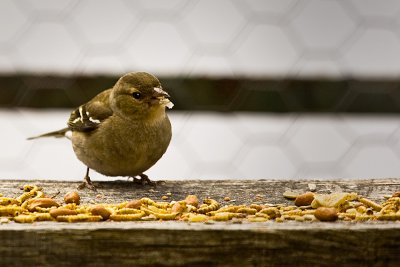 Young Chaffinch