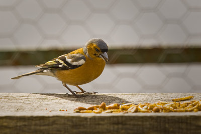 Chaffinch