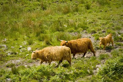 Woolly Cows