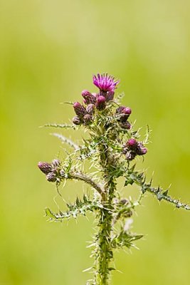 Thistle