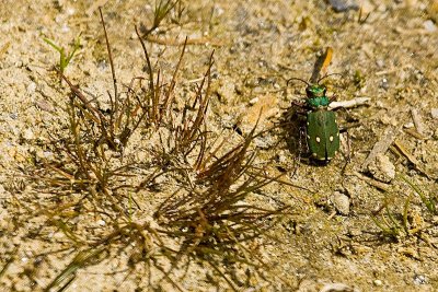 Six Spotted Green Tiger Beetle Cicindela-sexguttata ?