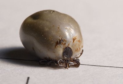 Tick