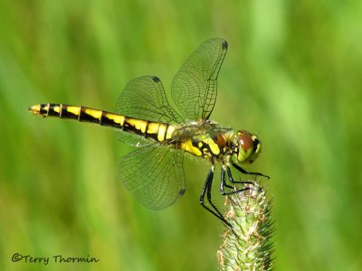 Sympetrum danae - Black Meadowhawk 10a.jpg