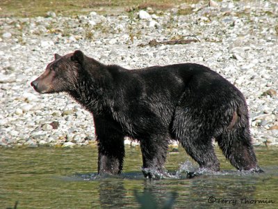 Grizzly Bear 3a.jpg