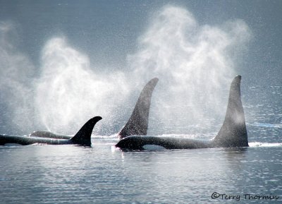 Orcas 2a.jpg