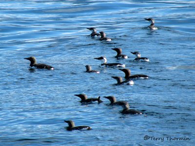 Common Murres 1a.jpg