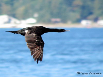 Pelagic Cormorant in flight 1a.jpg