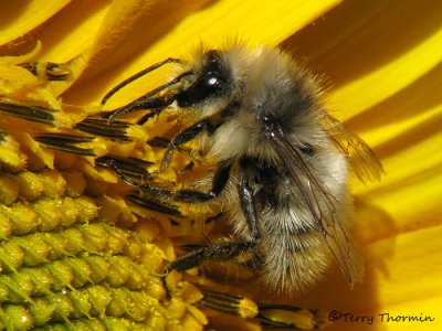 Bombus sp. - Bumblebee A1a.jpg