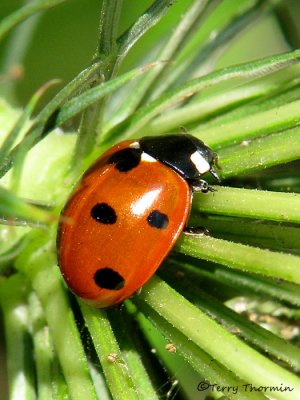 Coccinella septempunctata - Seven-spot Lady Beetle 3a.jpg