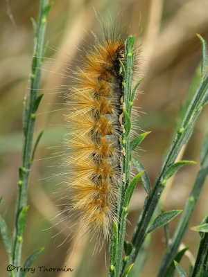 Estigmene acrea - Salt Marsh Caterpillar 1a.jpg