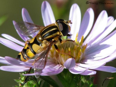 Helophilus sp. - Flower fly A1.jpg