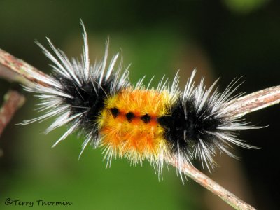 Lophocampa maculata - Spotted Tussock Moth caterpillar 1a.jpg