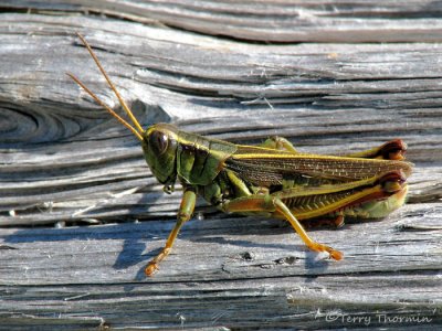 Melanoplus bivittatus - Two-striped Grasshopper male 1a.jpg