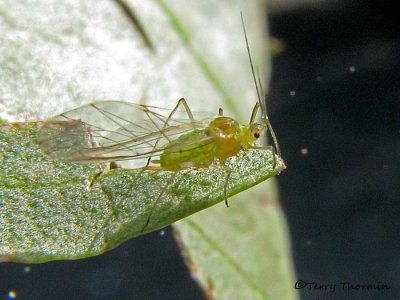 Green aphid possibly Euceraphis sp. A3b.jpg