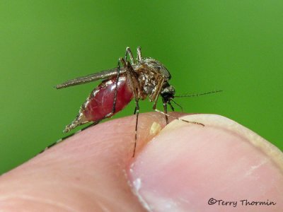 Ochlerotatus fitchii - Mosquito B2a.jpg