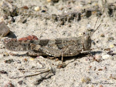 Trimerotropis salina - Alkali Grasshopper 4a.jpg
