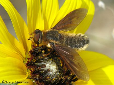 Poecilanthrax sp. - Bee fly B2a.jpg