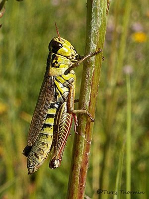 Melanoplus borealis - Northern Grasshopper 1.JPG