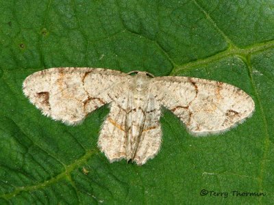 Uraniid Moths - Uraniidae