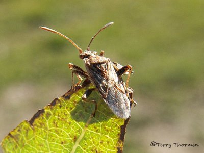 Stictopleurus sp. - Scentless plant bug A1.jpg