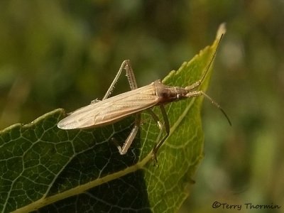Miridae - Plant Bug C1.jpg