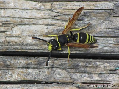 Ancistrocerus sp. either catskill or spilopterus - Mason Wasp A1a.jpg